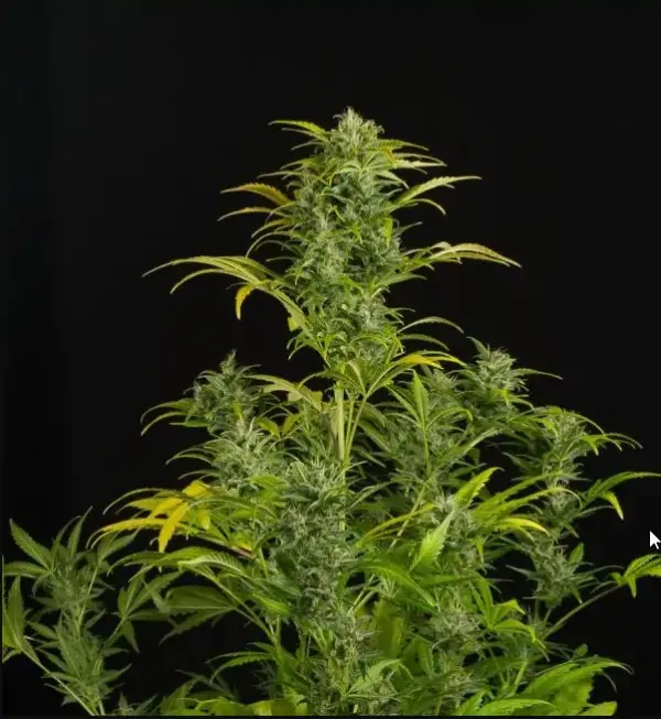 Blue Amnesia XXL AUTO 420 Seeds PACK 3+1