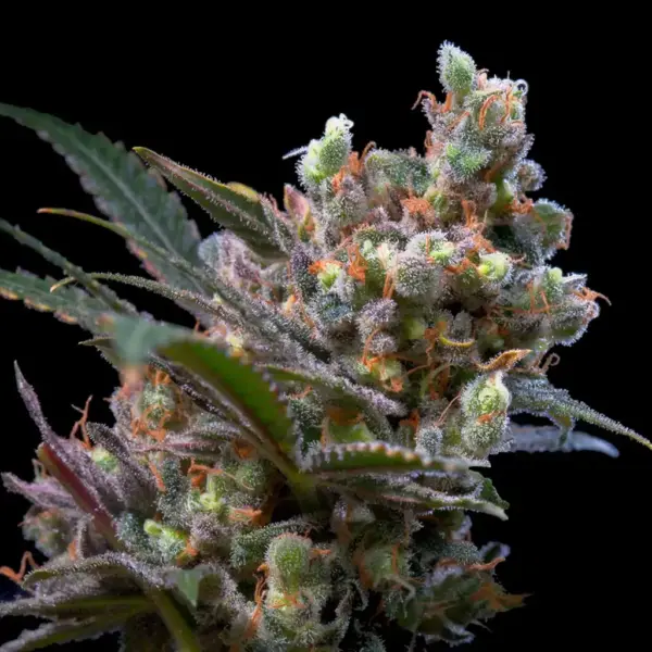 Kritikal Bilbo Feminizada 420 Seeds PACK 3+1