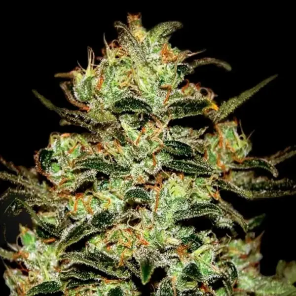 Moby Dick Feminizada 420 Seeds PACK 3+1