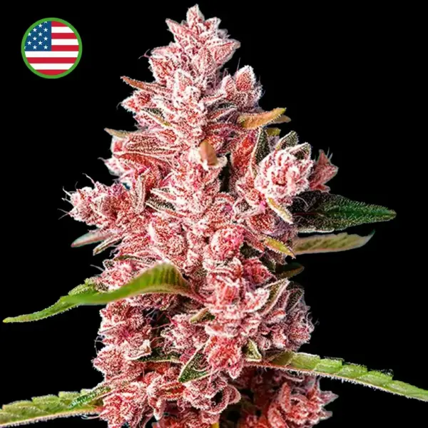 Tropicanna Poison Feminizada 420 Seeds PACK 3+1