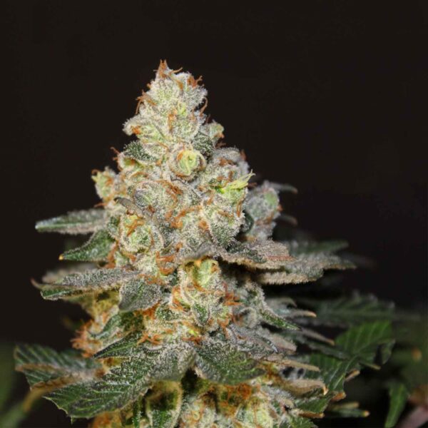 AK-47 AUTO 420 Seeds PACK 3+1