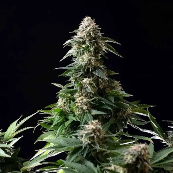 Amnesia AUTO 420 Seeds PACK 3+1