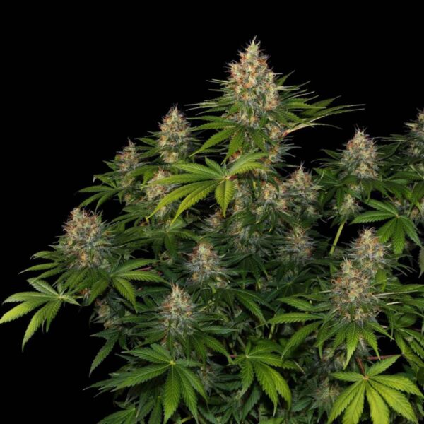 Bubble Gum AUTO 420 Seeds PACK 3+1