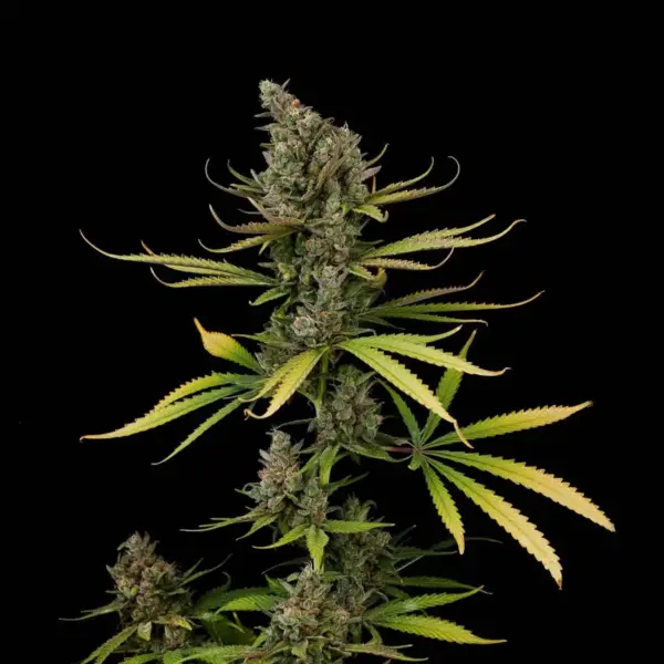 Cheese Feminizada 420 Seeds PACK 3+1