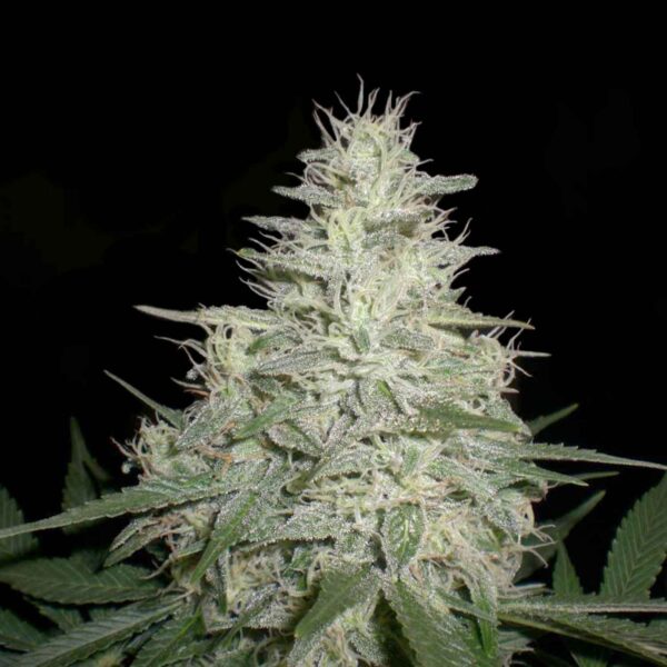 Chocolope Feminizada 420 Seeds PACK 3+1