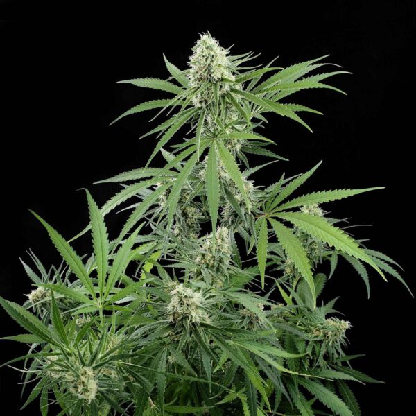 Critical + Feminizada 420 Seeds PACK 3+1