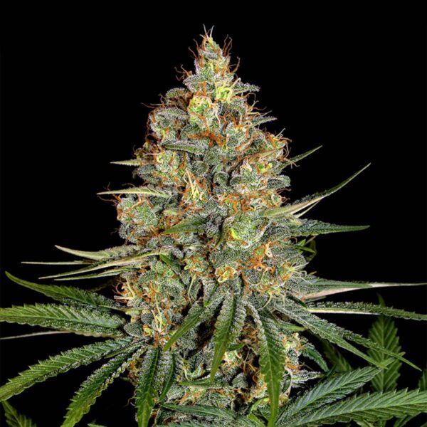 Diesel Feminizada 420 Seeds PACK 3+1