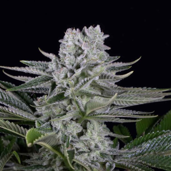 Gorilla Glue feminizada 420 Seeds PACK 3+1