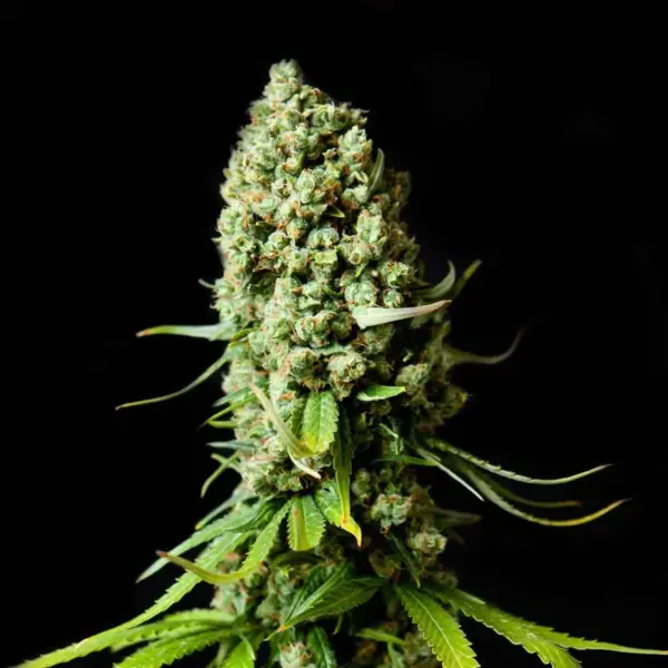 Super Skunk Feminizada 420 Seeds PACK  3+1