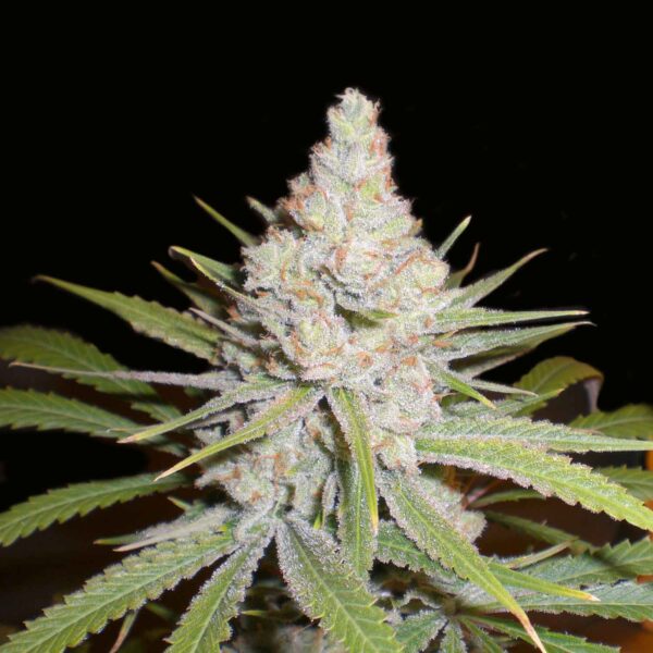 White Skunk feminizada 420 seeds PACK 3+1