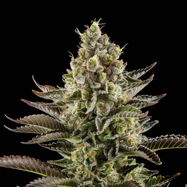 White Widow AUTO 420 seeds PACK 3+1