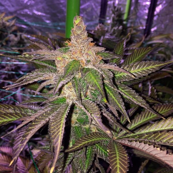 L.A. Vanilla Cake 3 ud Silent Seeds (Mejor banco 2025) - Imagen 3