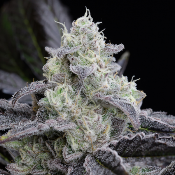 L.A. Vanilla Cake 3 ud Silent Seeds (Mejor banco 2025)