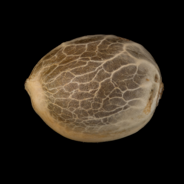 Amnesia Original 3ud fem Silent Seeds (Mejor banco 2025) - Imagen 3