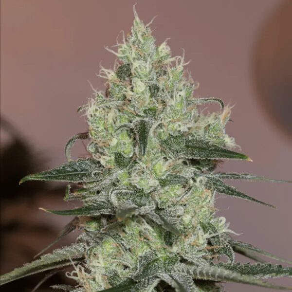 Amnesia Original 3ud fem Silent Seeds (Mejor banco 2025)