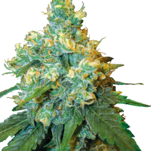 Jack Herer 3u fem Sensi Seeds
