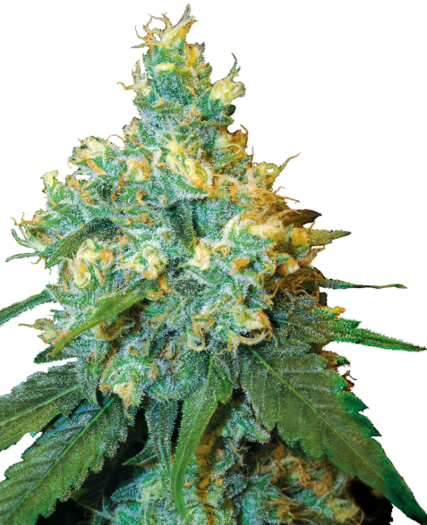 Jack Herer 3u fem Sensi Seeds
