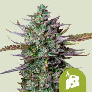 Blue Cheese AUTO 3 ud Royal Queen