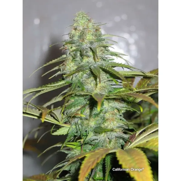 California Orange 3u Dutch Passion - Imagen 2