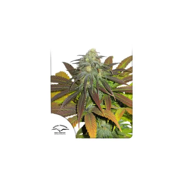 California Orange 3u Dutch Passion