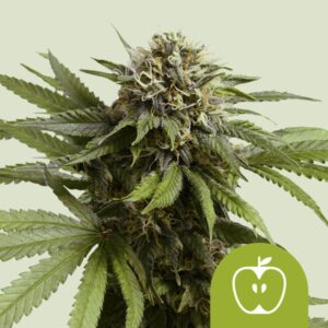 Apple Fritter Auto 3 ud Queen Seeds